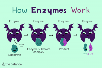 Enzyme là gì và cách chúng hoạt động