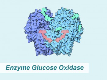 Ứng dụng vi sinh vật trong sản xuất enzyme