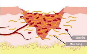 Enzyme và cơ chế tự chữa lành là hai khái niệm quan trọng và liên quan mật thiết trong cơ thể con người.